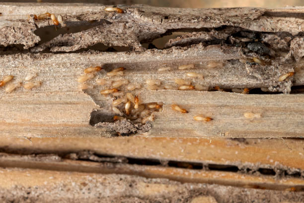 Pest Control Cost in Schofield, WI